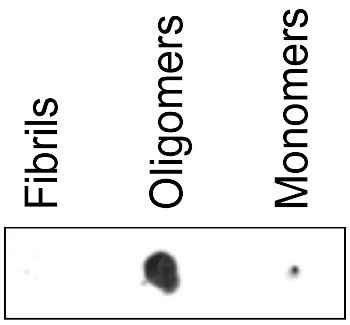 dot blot using anti-mAB-M antibodies